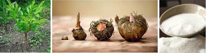 About Konjac Glucomannan